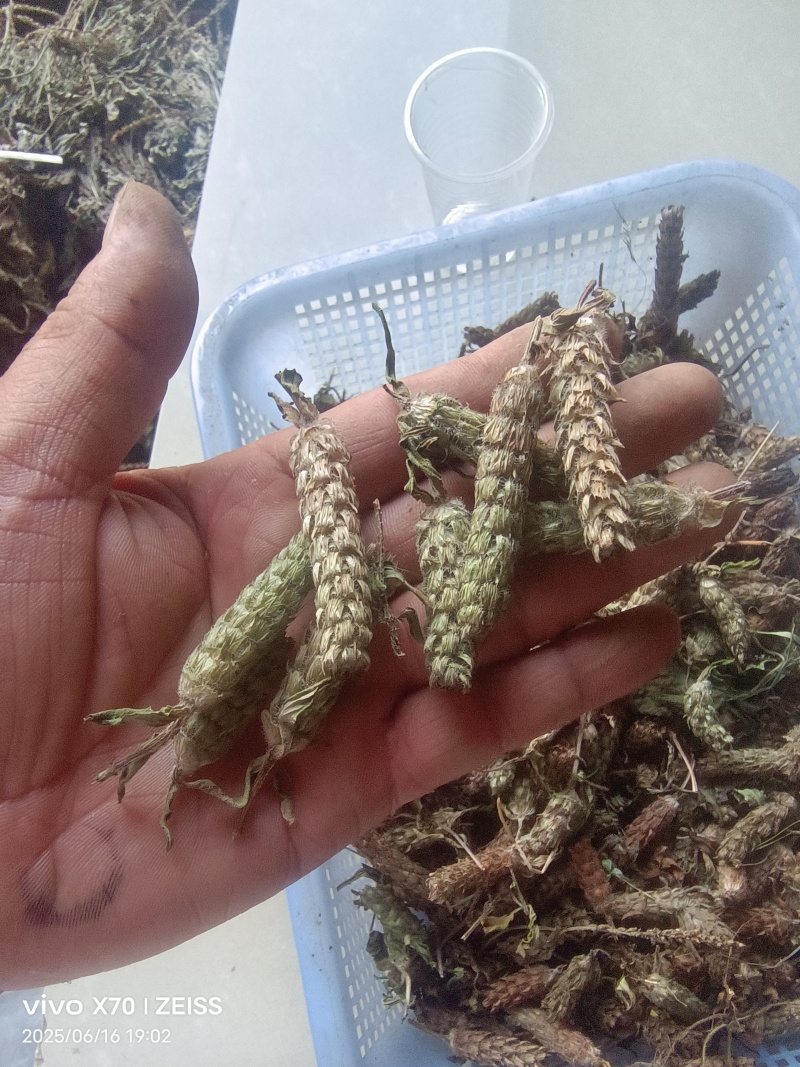 夏姑草求一手货源产地直发