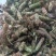 夏姑草求一手货源产地直发