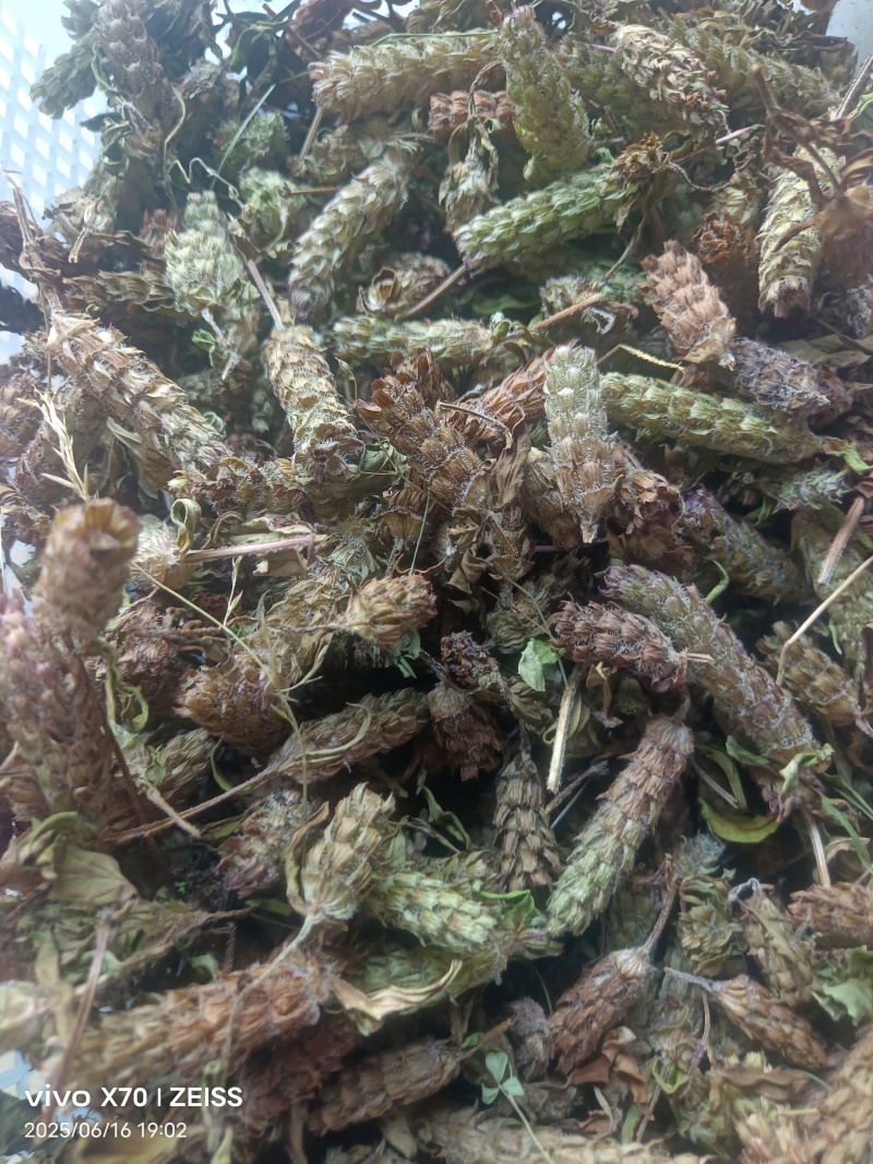 夏姑草求一手货源产地直发