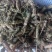 夏姑草求一手货源产地直发