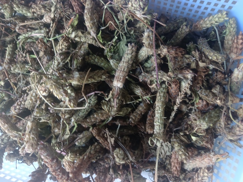 夏姑草求一手货源产地直发