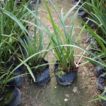 垂筒花袋苗基地种球植物福建苗木