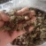 夏姑草求一手货源产地直发
