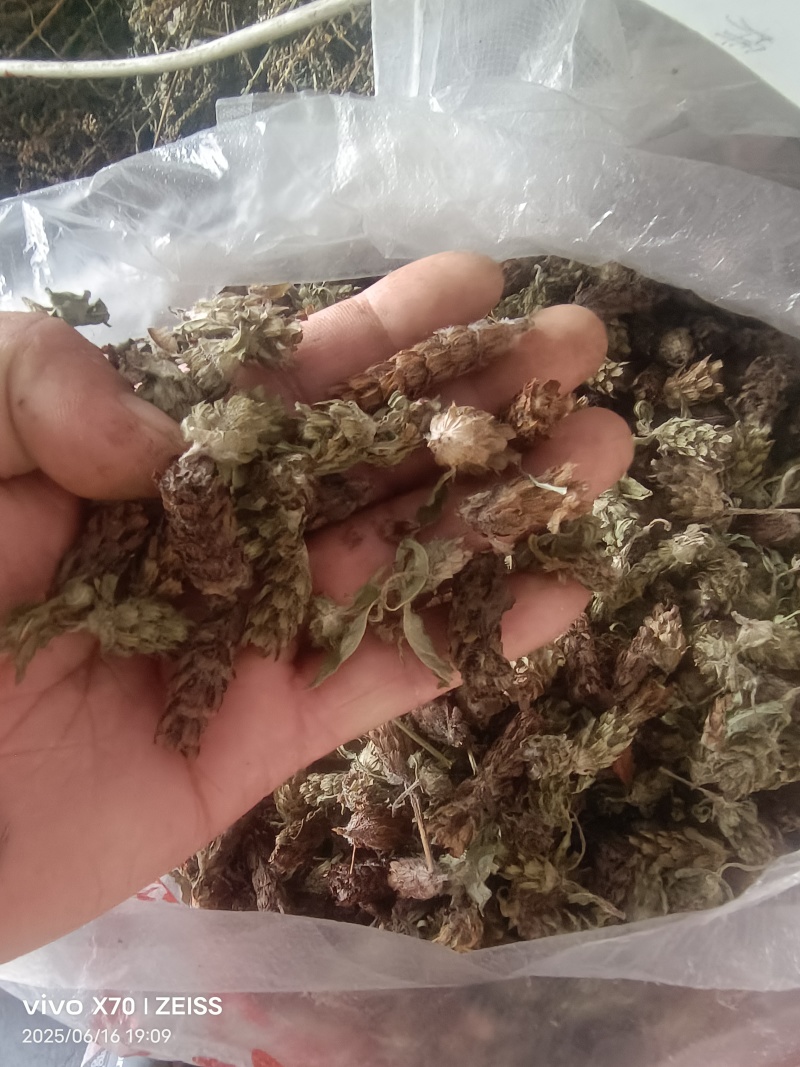 夏姑草求一手货源产地直发