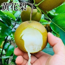 广西容县黄花梨，桂花梨嫁接苗、基地一手货欢迎电