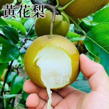 广西容县黄花梨，桂花梨嫁接苗、基地一手货欢迎电