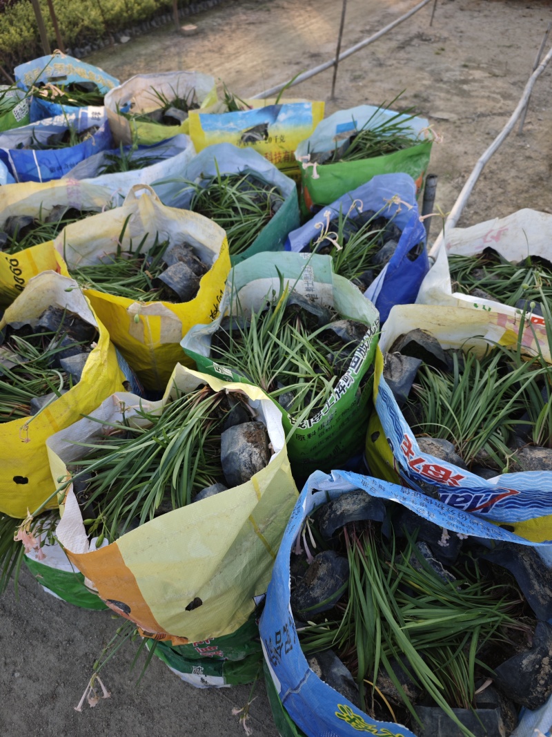 垂筒花袋苗基地种球植物福建苗木