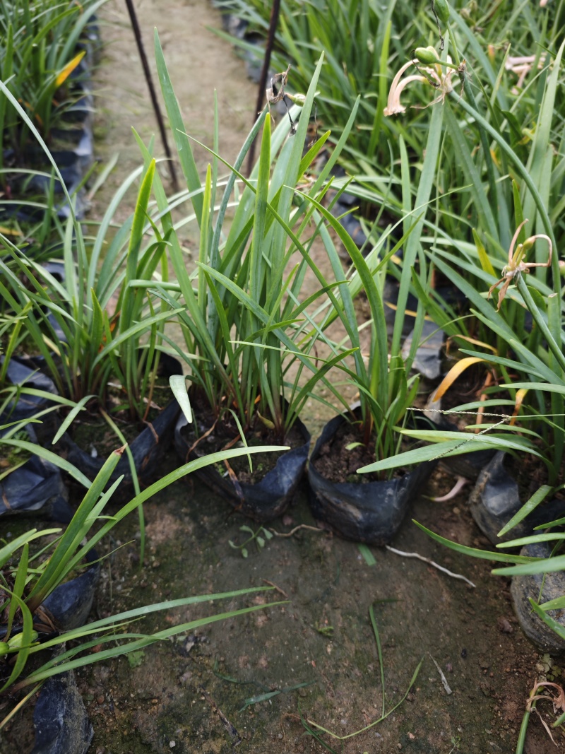 垂筒花袋苗基地种球植物福建苗木