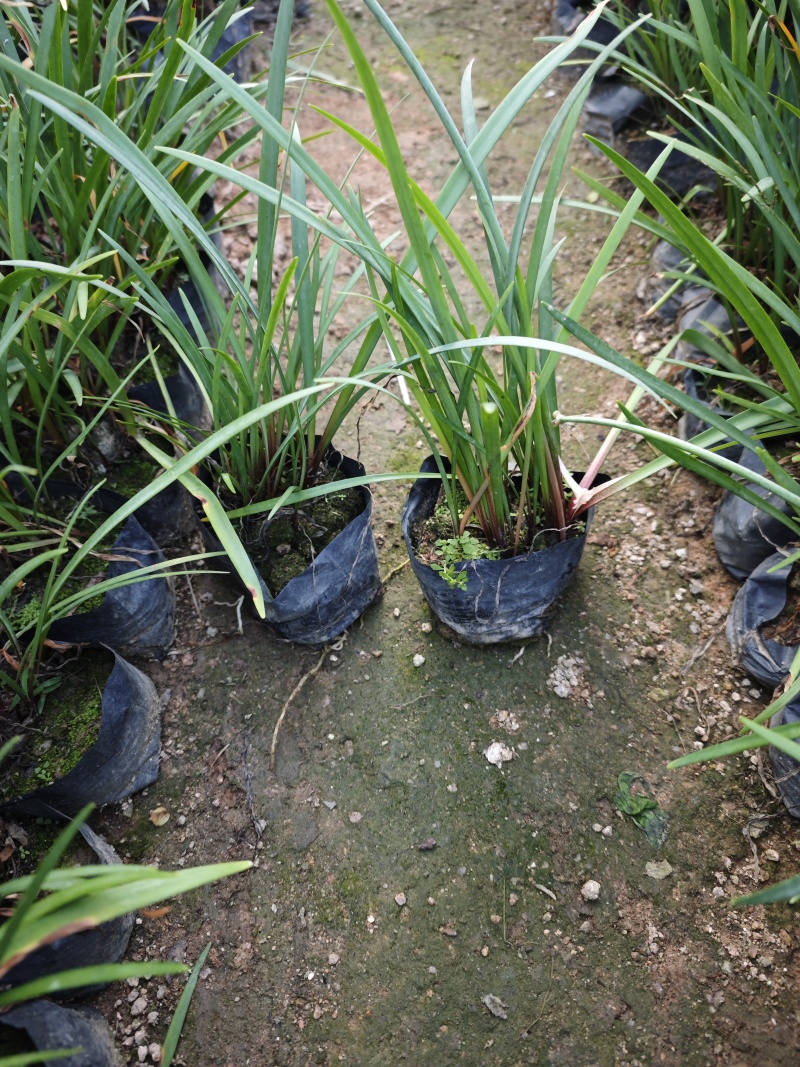 垂筒花袋苗基地种球植物福建苗木