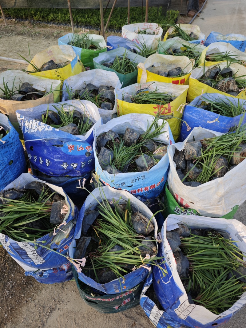 垂筒花袋苗基地种球植物福建苗木