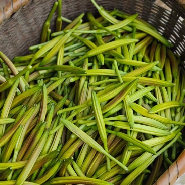 祁东黄花菜