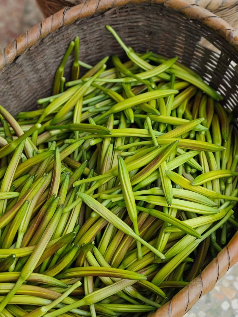 祁东黄花菜