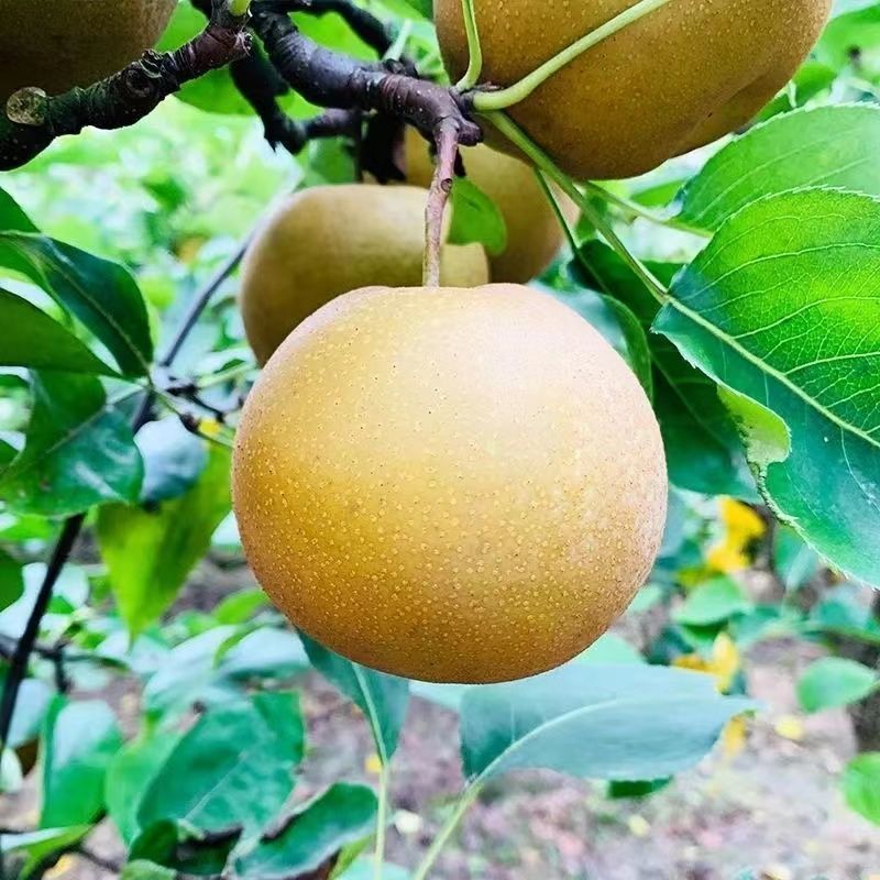 广西容县黄花梨，桂花梨嫁接苗、基地一手货欢迎电