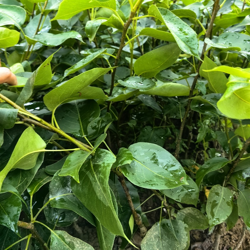 广西容县黄花梨，桂花梨嫁接苗、基地一手货欢迎电