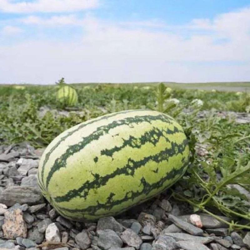 【实力】宁夏金花6号西瓜西瓜代办包熟包甜供应市场商超