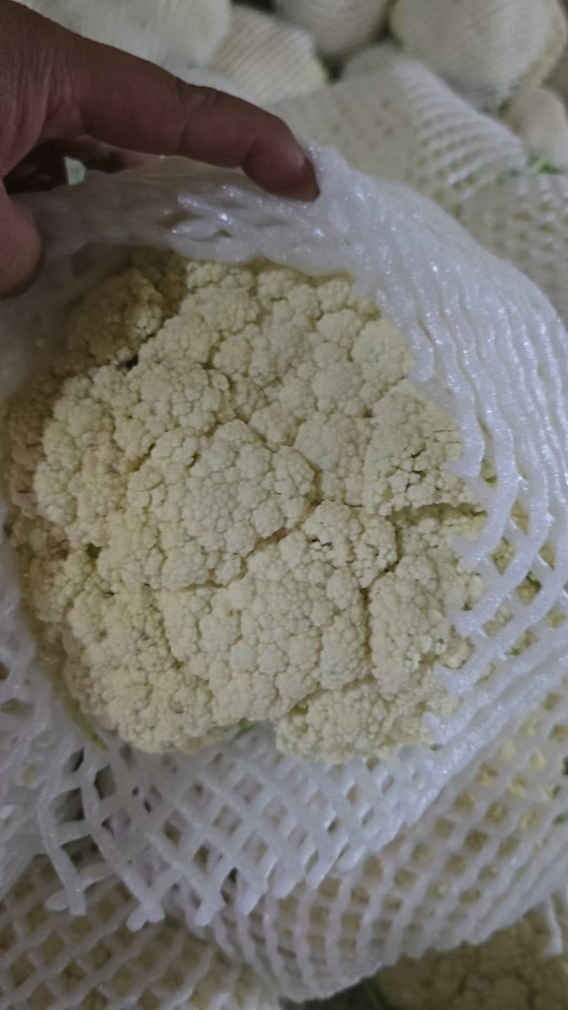 甘肃高原夏菜