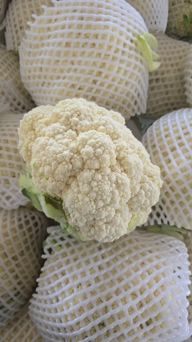 甘肃高原夏菜