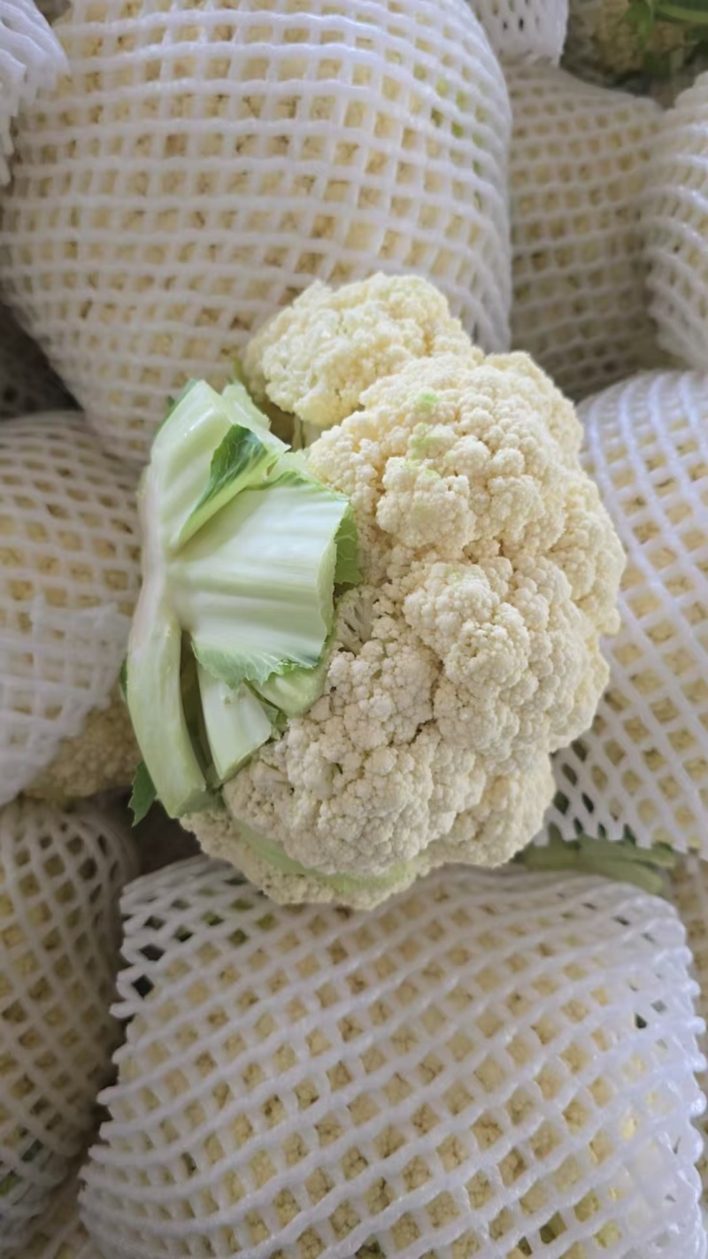 甘肃高原夏菜
