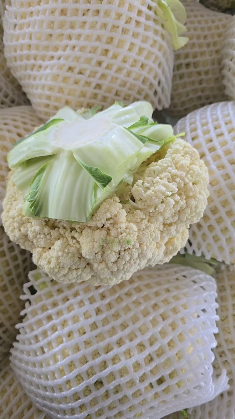 甘肃高原夏菜