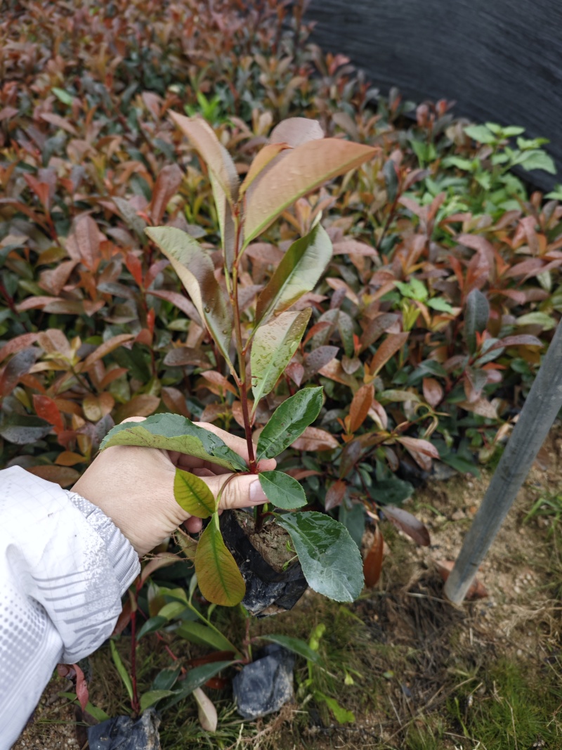 红叶石楠袋苗大杯小杯现货高度25到35厘米