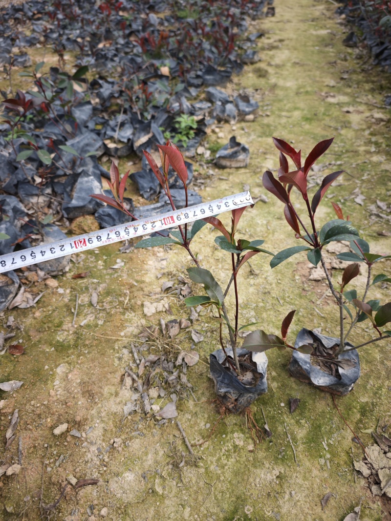 红叶石楠袋苗大杯小杯现货高度25到35厘米