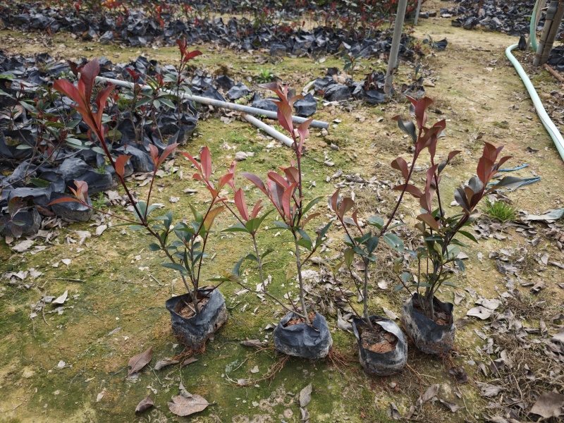 红叶石楠袋苗大杯小杯现货高度25到35厘米