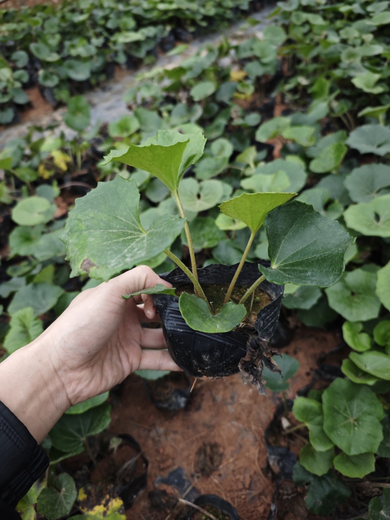 吴风草袋苗大杯小杯现货供应
