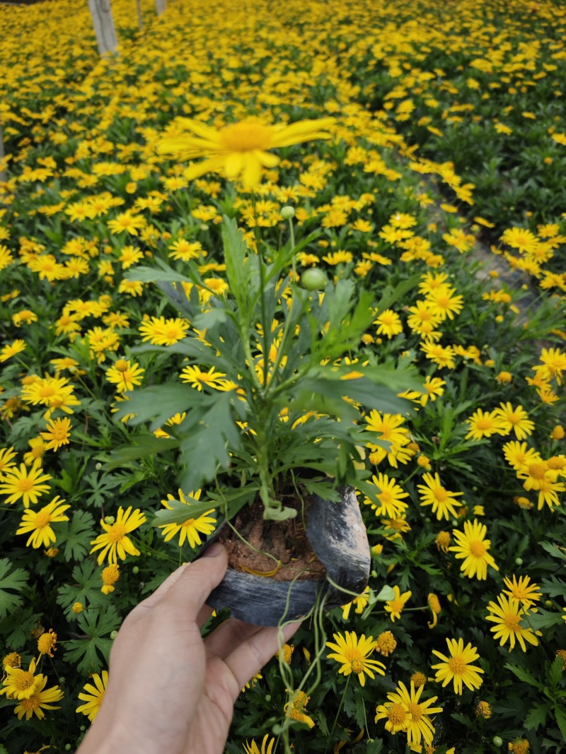 木春菊袋苗高度20到25福建苗木基地现货