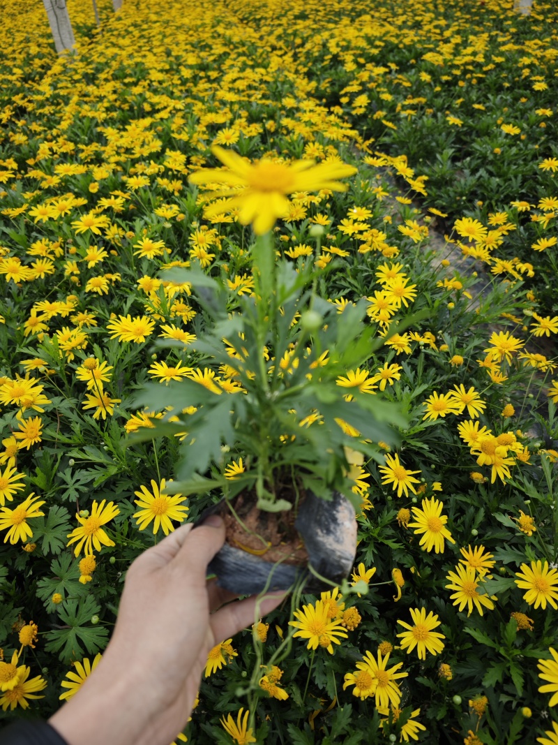 木春菊袋苗高度20到25福建苗木基地现货