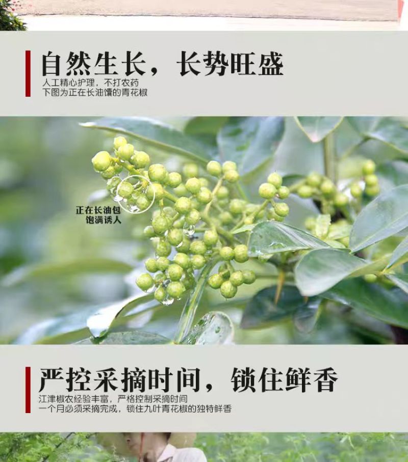 重庆花椒九叶青干花椒产地直发货源充足可视频看货