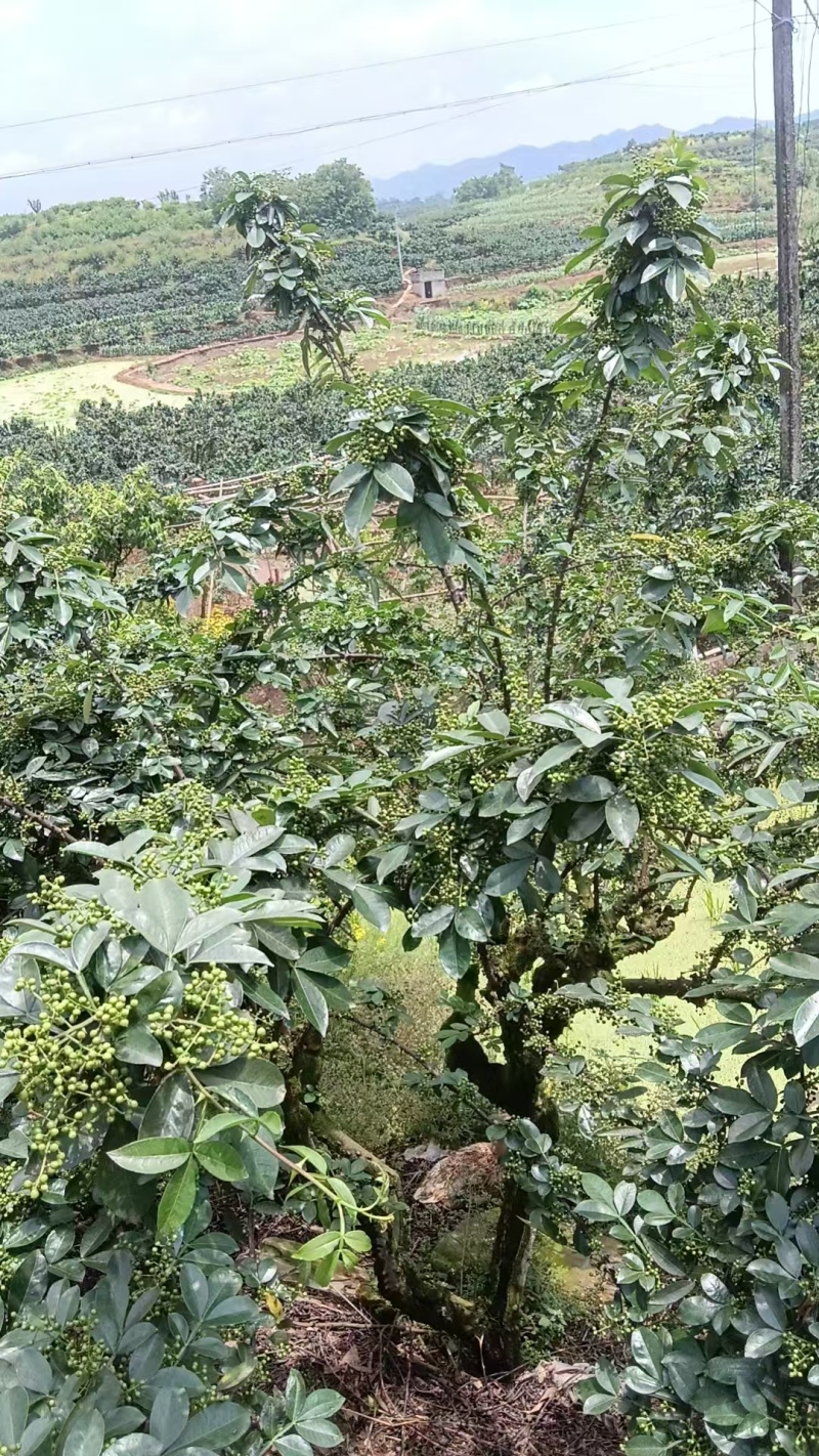 重庆花椒九叶青干花椒产地直发货源充足可视频看货