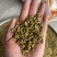 安徽霍山铁皮石斛边角料对接，量大从优，可打粉