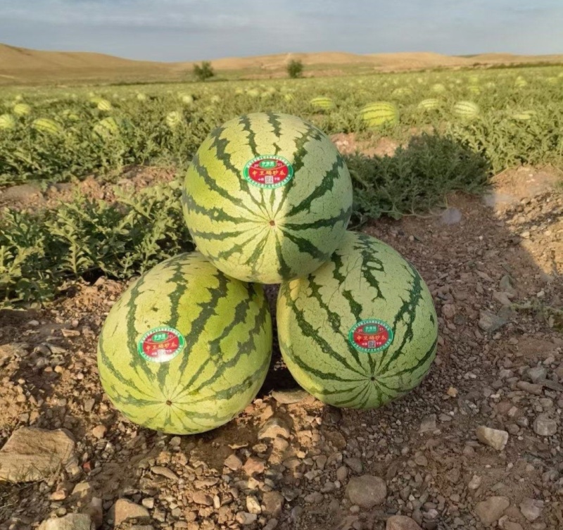 【推荐】宁夏硒砂瓜西瓜代办包熟包甜供应市场商超量大从优