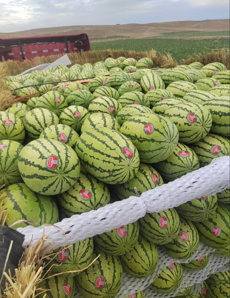 【推荐】宁夏硒砂瓜西瓜代办包熟包甜供应市场商超量大从优