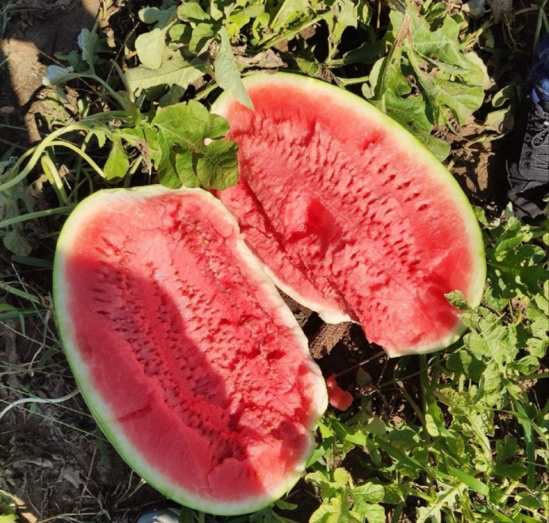 【推荐】宁夏硒砂瓜西瓜代办包熟包甜供应市场商超量大从优