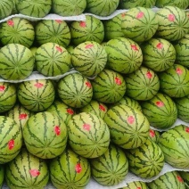 【推荐】宁夏金花1号西瓜西瓜代办包熟包甜供应市场商超量大