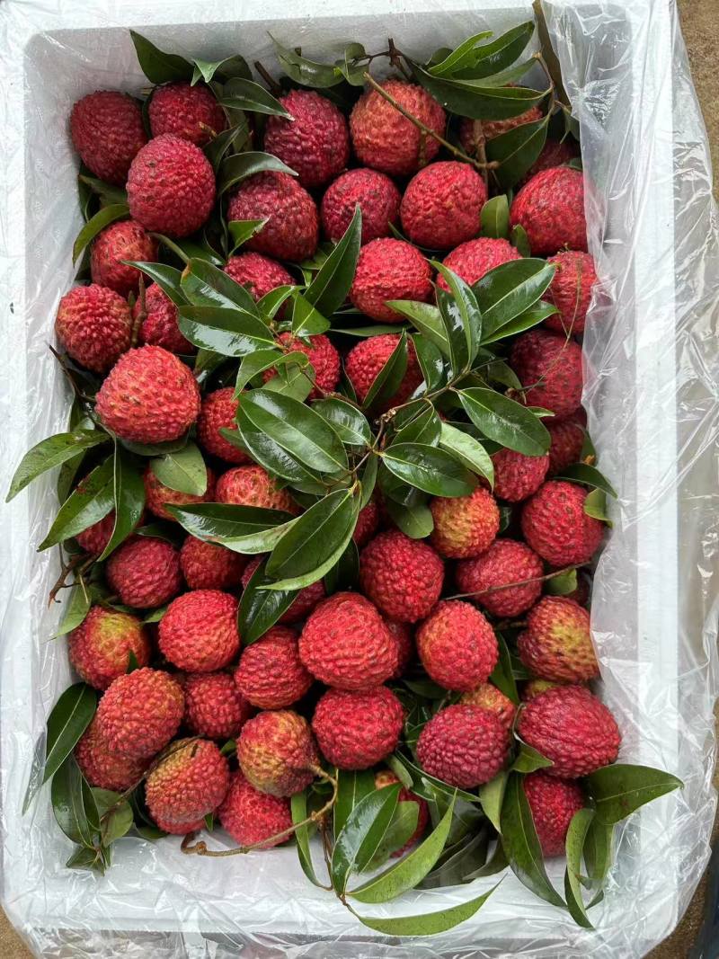 海南荔枝王大量供应基地直供质量保证一手货源全国发货