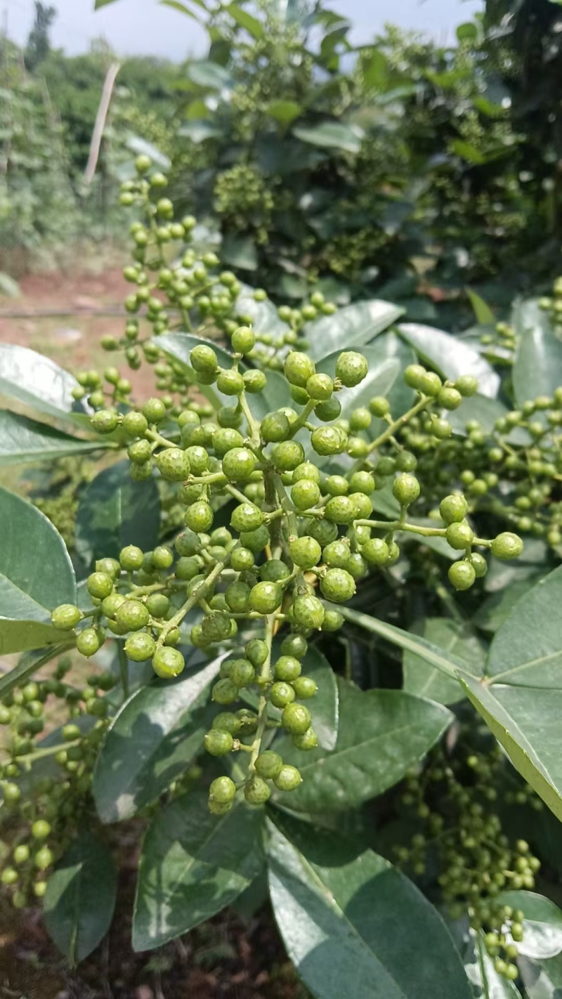 重庆青花椒产地直发货源充足对接电商餐饮批发商