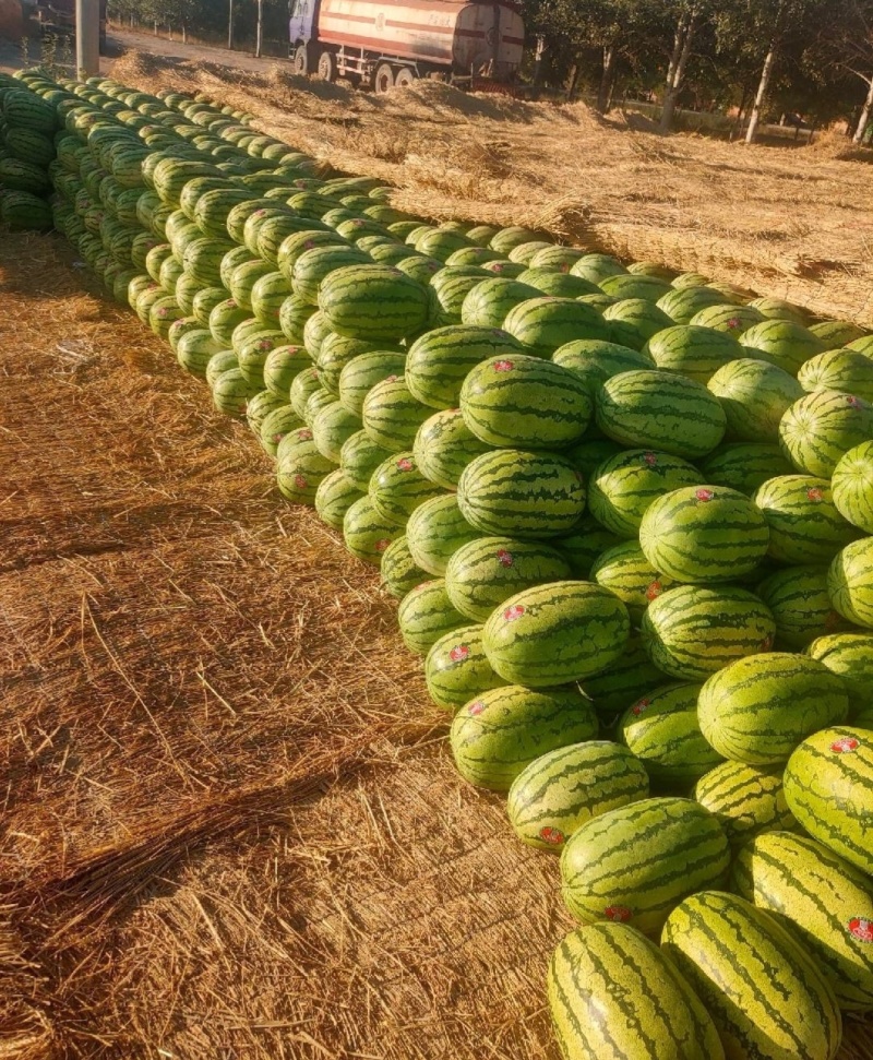 【推荐】宁夏金花1号西瓜西瓜代办包熟包甜供应市场商超量大