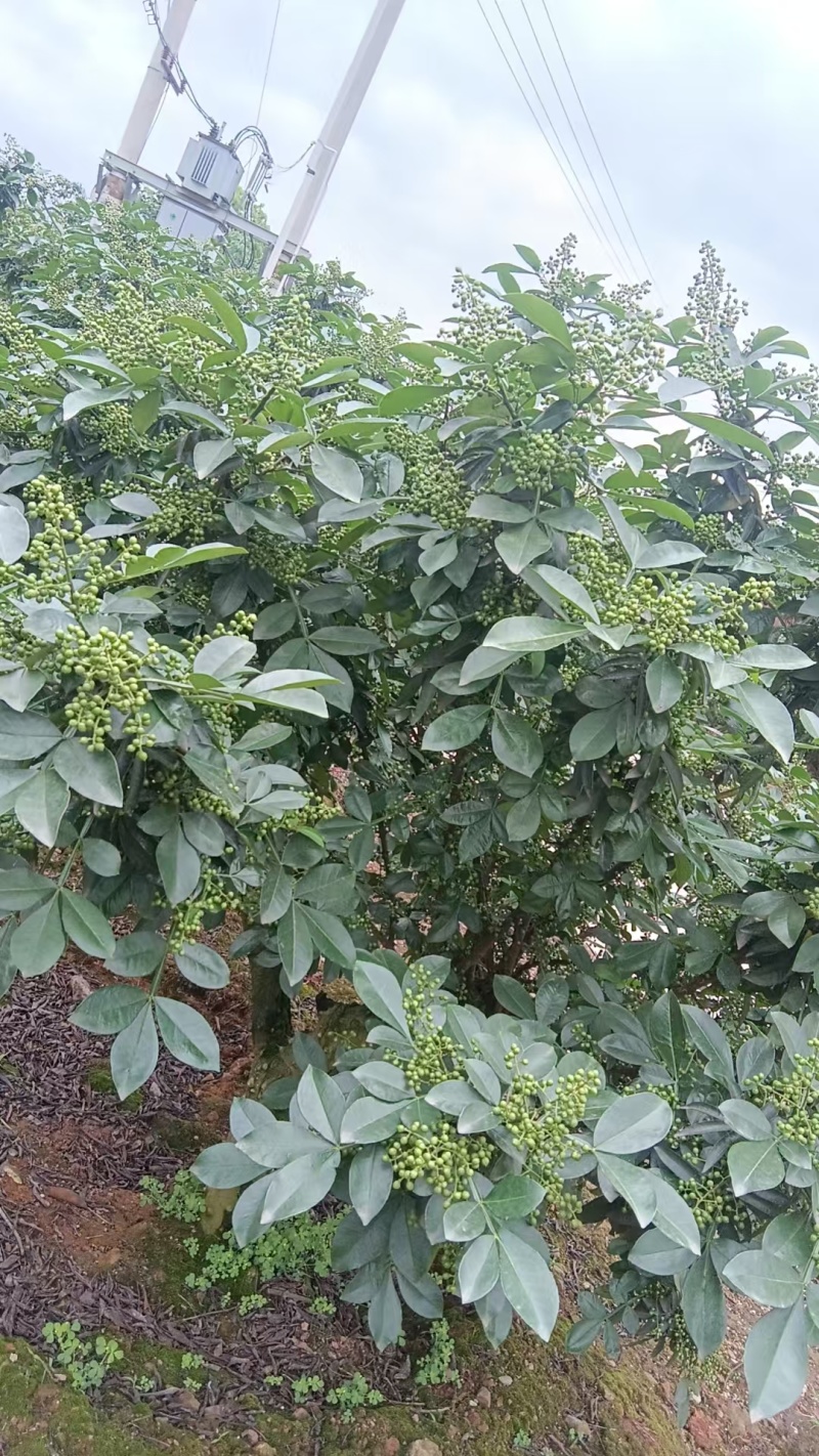 重庆青花椒产地直发货源充足对接电商餐饮批发商