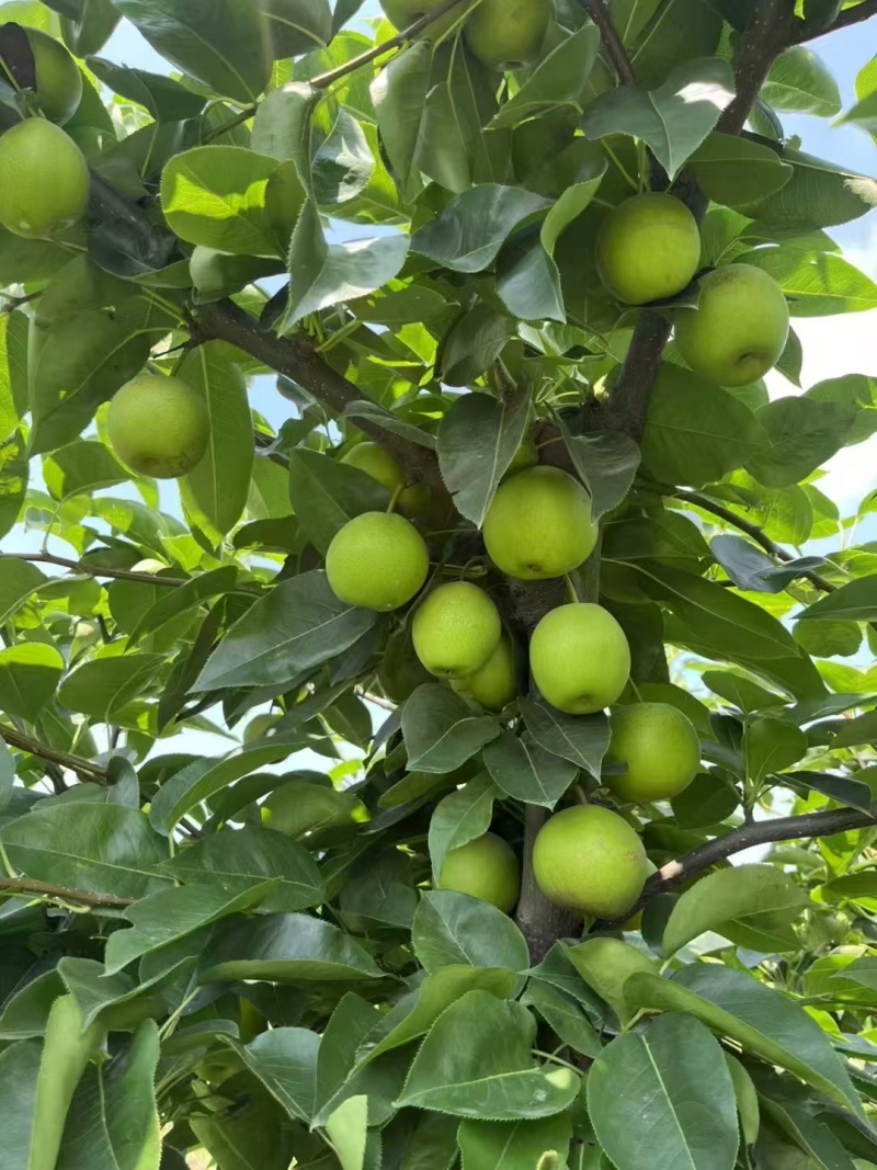 湖北翠冠梨大量上市，供应市场平台，水分足口感好！