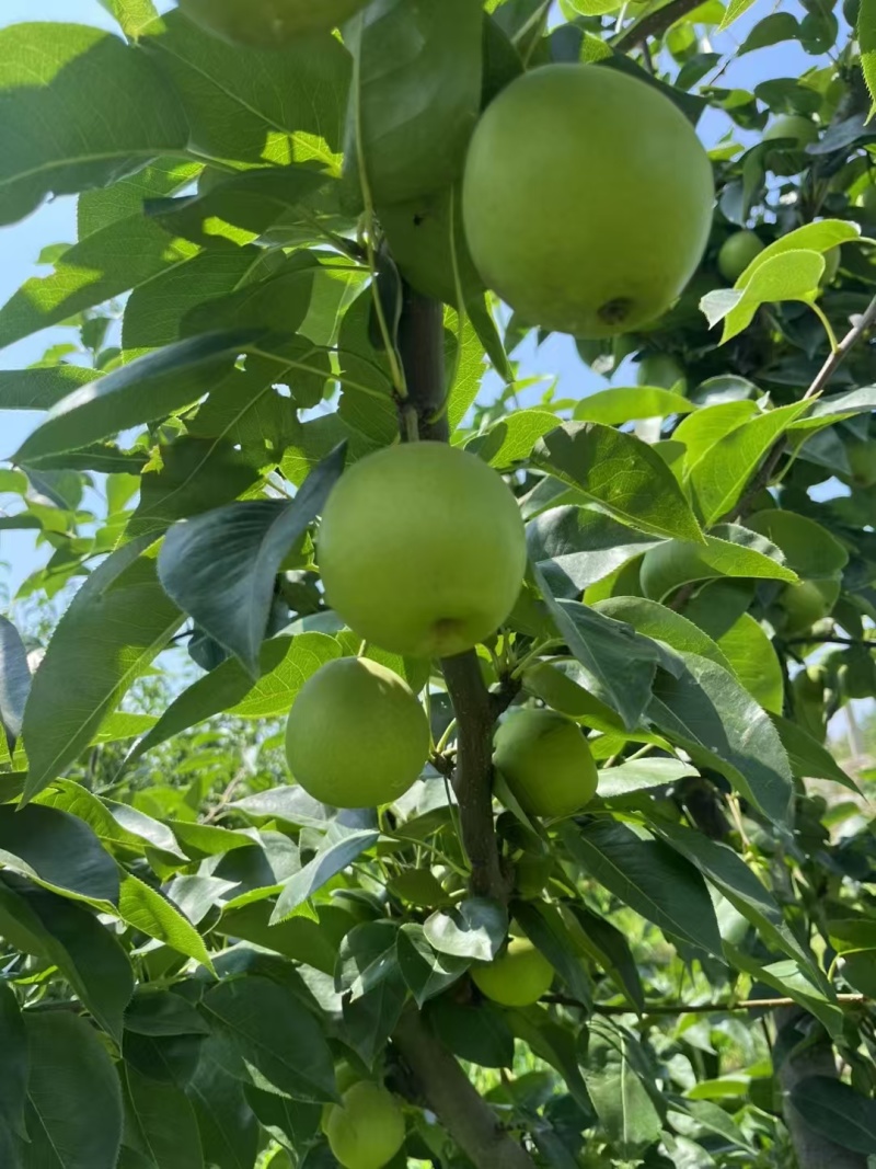 湖北翠冠梨大量上市，供应市场平台，水分足口感好！