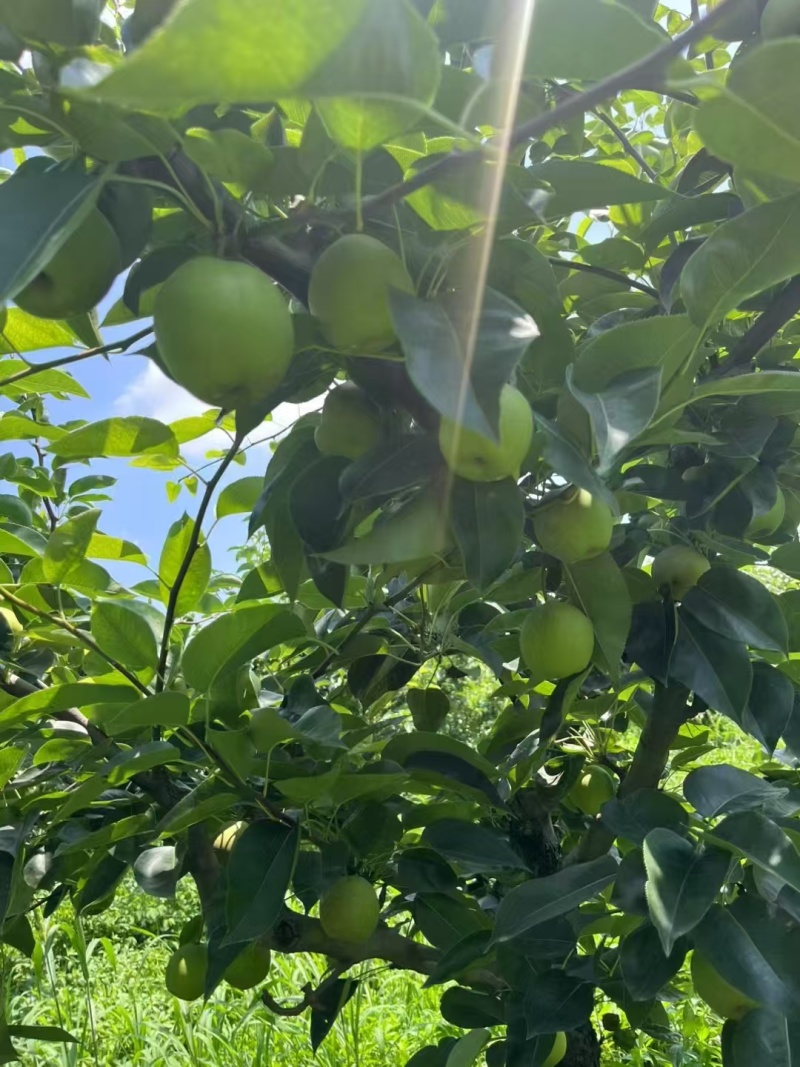 湖北翠冠梨大量上市，供应市场平台，水分足口感好！