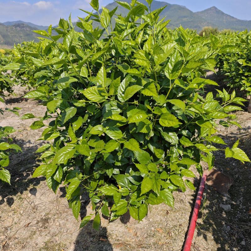 青叶扶桑扶桑球1米高度基地批发