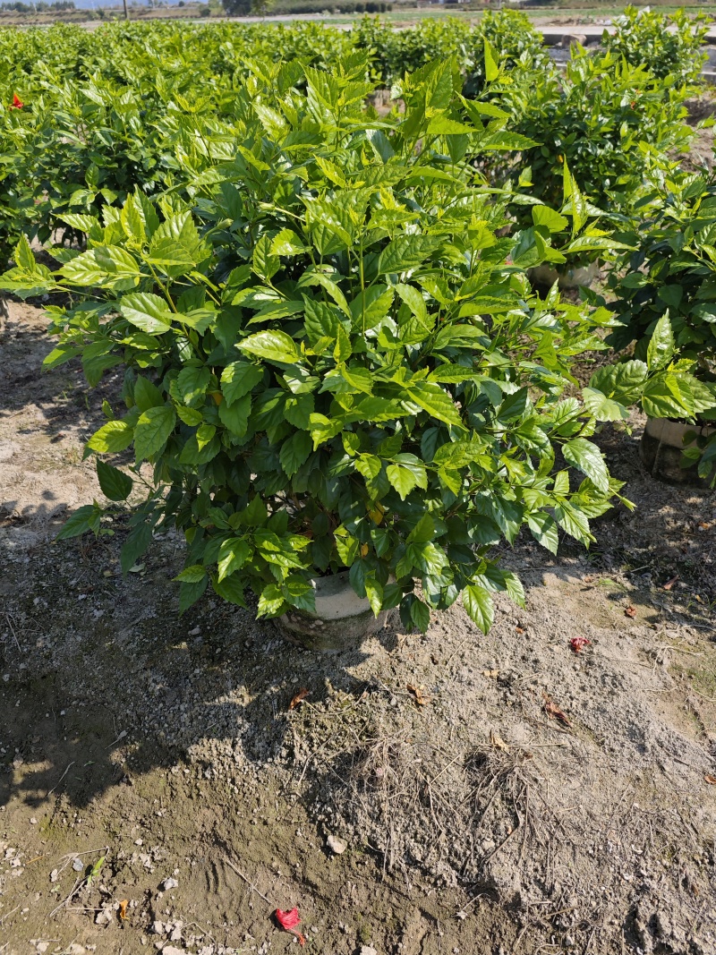 青叶扶桑扶桑球1米高度基地批发