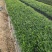 九里香袋苗基地批发