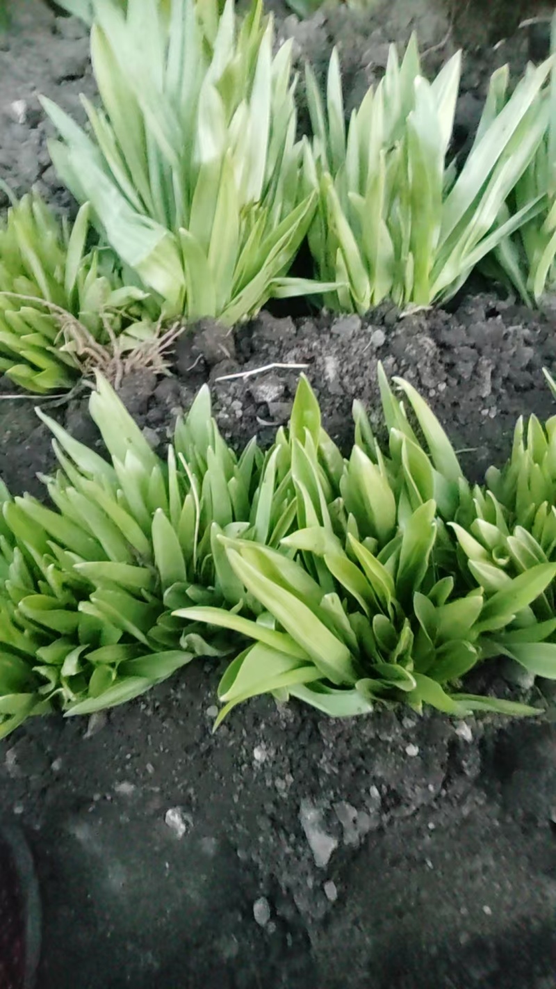 手掌参苗鲜货
