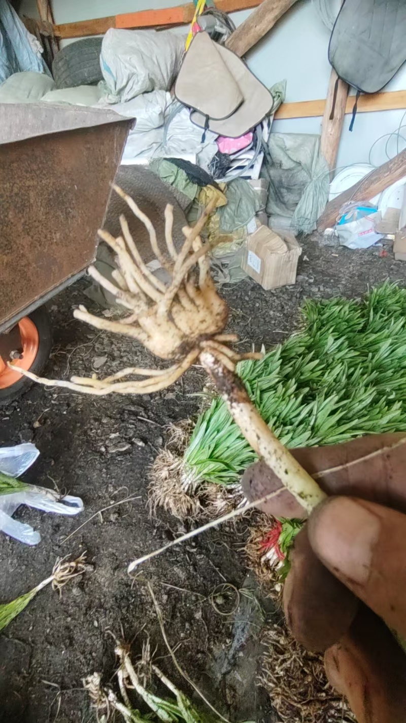 手掌参苗鲜货
