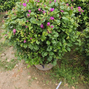 紫花三角梅球1米