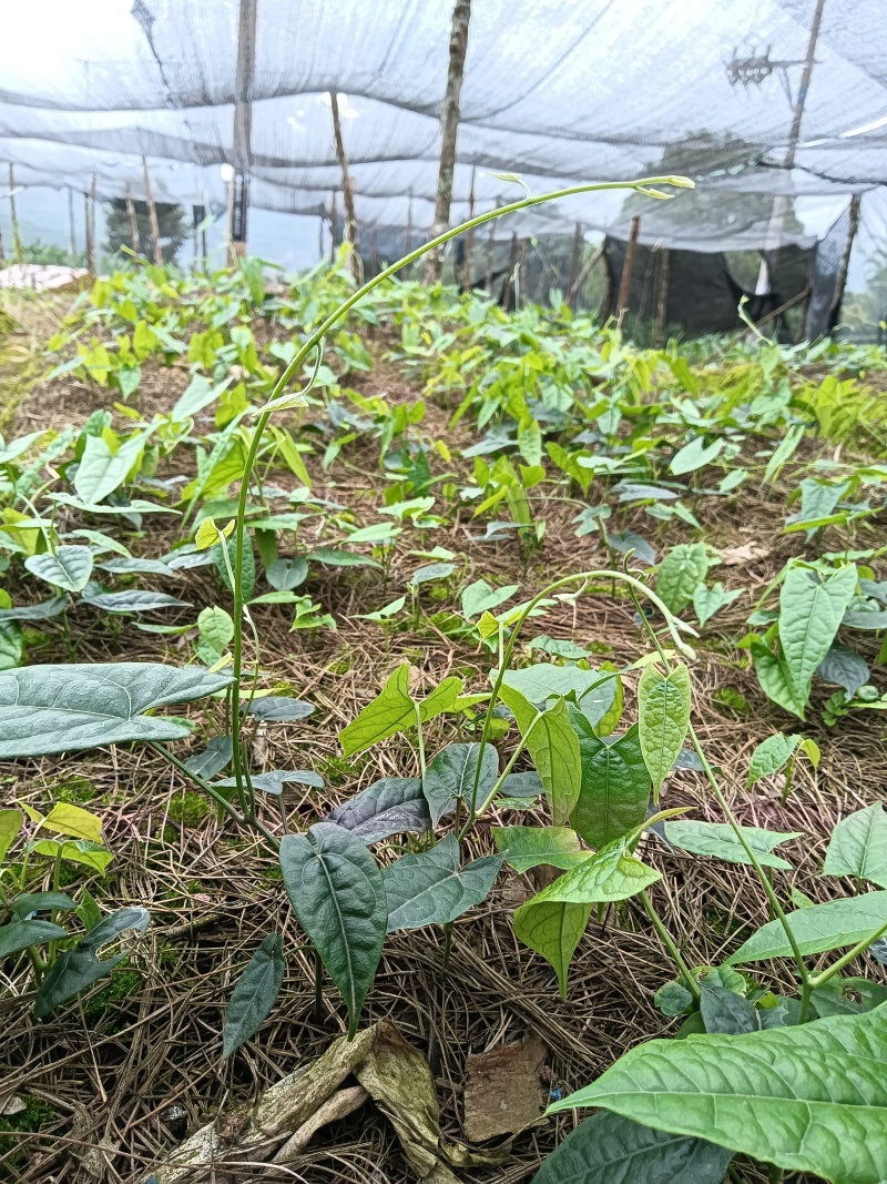 金果榄